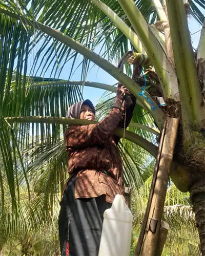Big Tree Farms - Farmer - Bunmasltoh