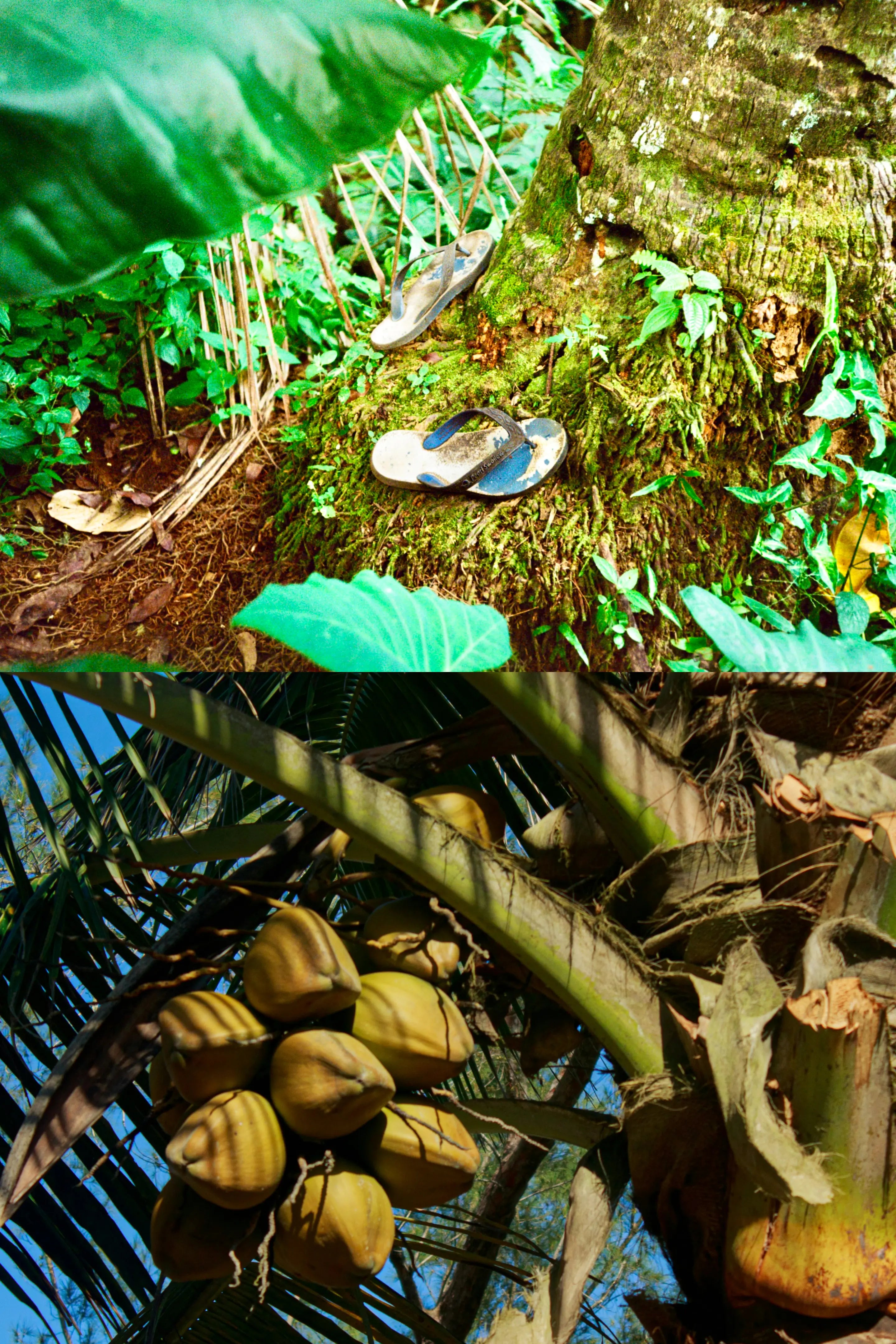 Big Tree Farms - About - Our Forest