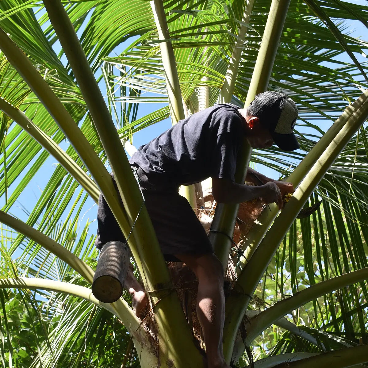Big Tree Farms - Direct From the Source