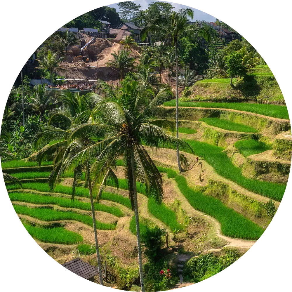 Big Tree Farms - Social Impact - Fairly Sourced In Bali
