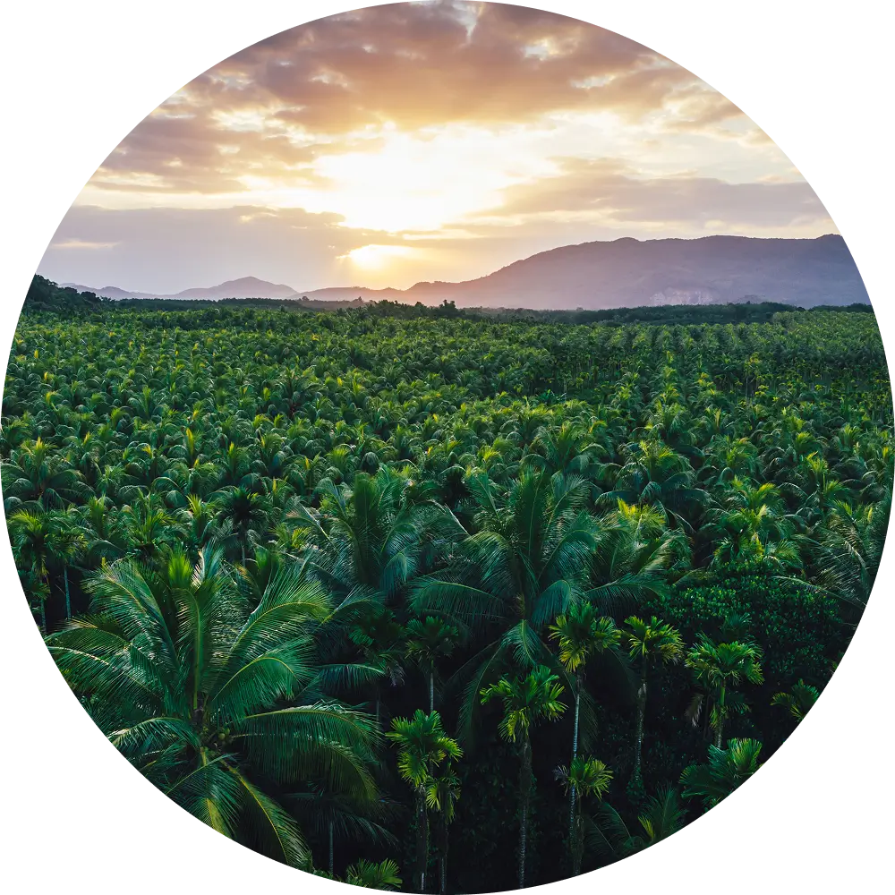 Big Tree Farms - Social Impact - Preserve Coconut Forests