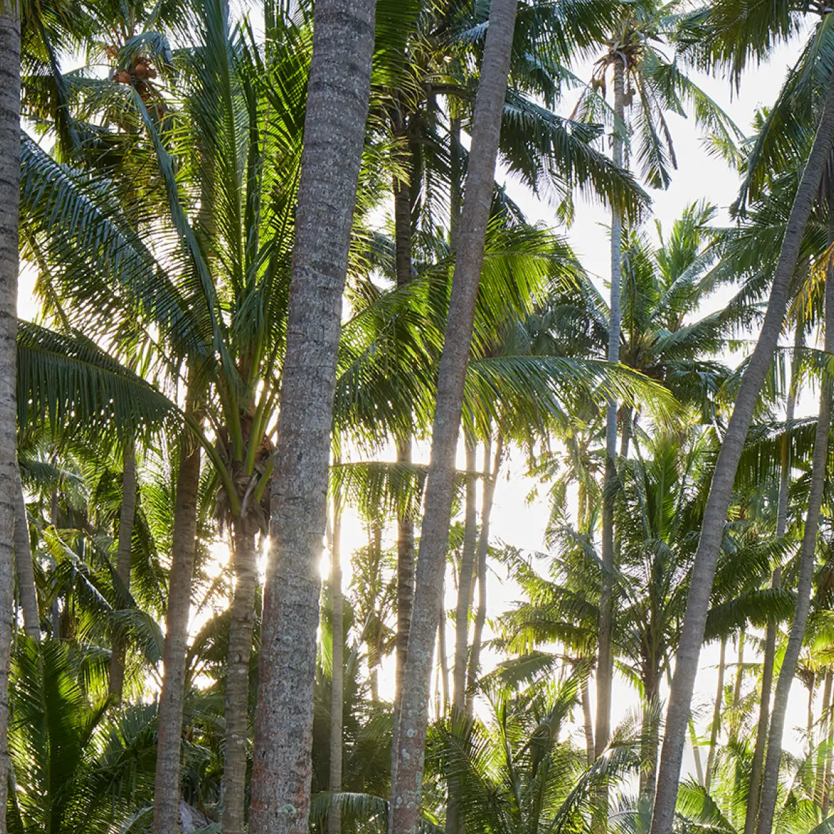 Big Tree Farms - Regenerative By Nature