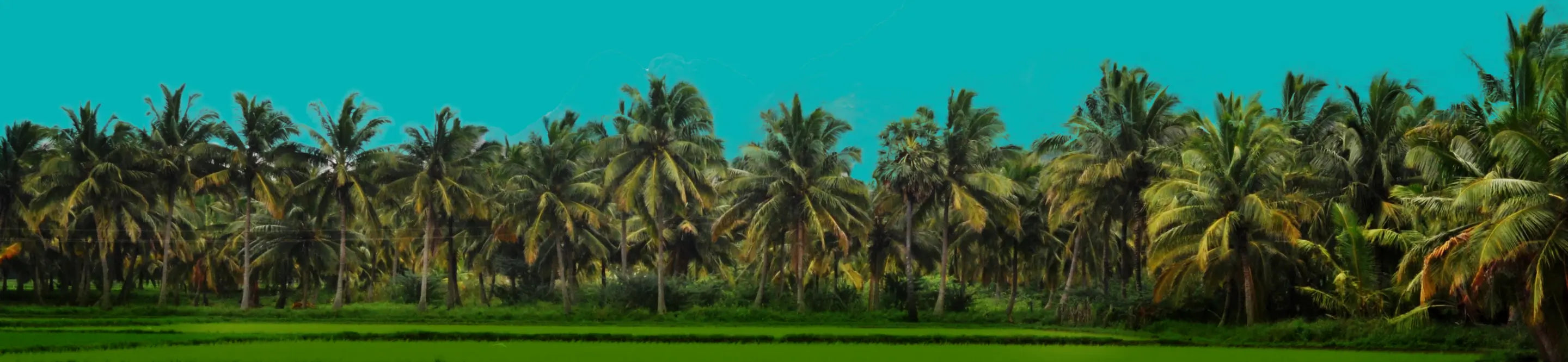 Big Tree Farms - Divider 15